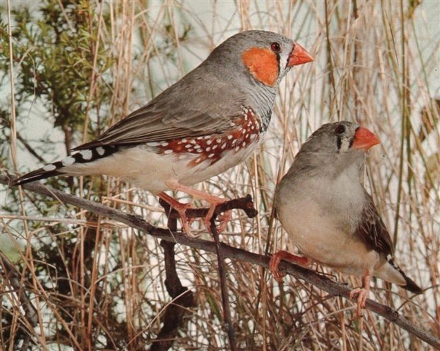 What do wild finches eat?